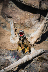 An iguana is warming itself on a rock
