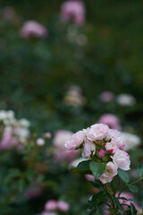 flowers of rose baylando floribunda