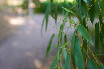 Green Bamboo leaves in the garden