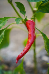 close up of hot chilly red pepper growing in garden