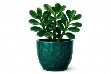 Lush jade plant with vibrant green leaves thrives in a decorative teal pot, set against a transparent background