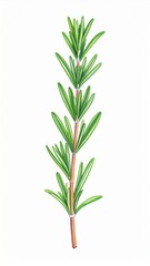 Fresh Rosemary Sprig with Green Leaves Culinary Herb on White Background
