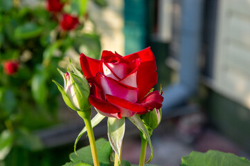 A vibrant red rose stands out in a green garden, accompanied by budding roses under the warm...