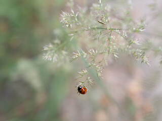 Close up of a red dotted coccinelle lady bug on the edge of a dry flower