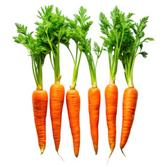 Bright orange carrots with green tops freshly harvested and ready for healthy meals transparent background