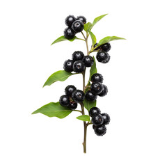 Sprig of poisonous black nightshade berries with leaves