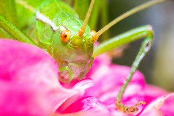Ultra macro portrait of a green grasshopper looking at the camera