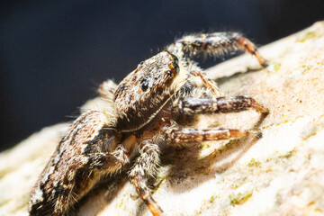Extrem macro of a hairy dark brown spider on a tree trunk