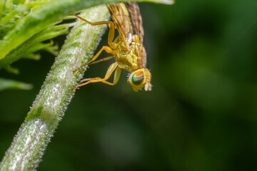 Ultra macro of a female silvius gigantulus in yellow colour with colorful compound eyes