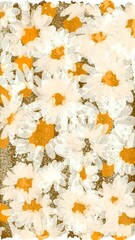Obraz premium background of daisy flower