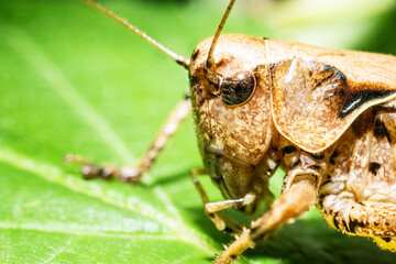 Ultra macro of a brown locust, eye, antennas and schield