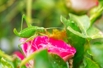 Macro of a green ging grashopper on a pink blossom