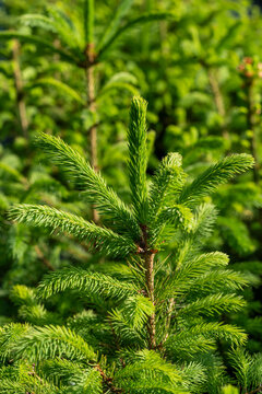 Close-up of green Norway Spruce and Nordmann Fir trees grown in neat rows in a Suffolk nursery, carefully cultivated for Christmas.