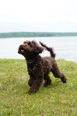 Happy brown poodle running and playing on grass near lake water. Dog training.