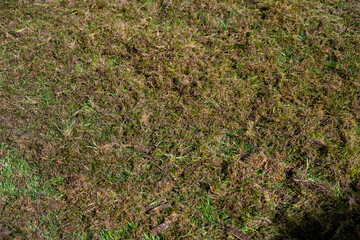 Grass lawn after dethatching to improve health, covered by a lot of dead grass thatch and moss ready to be raked up
