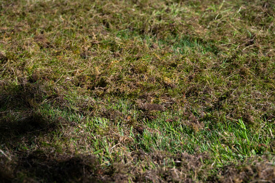 Grass lawn after dethatching to improve health, covered by a lot of dead grass thatch and moss ready to be raked up
