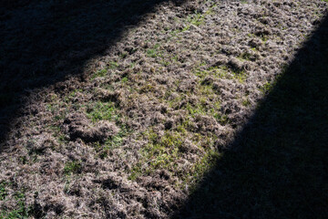 Grass lawn after dethatching to improve health, covered by a lot of dead grass thatch and moss...