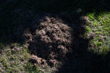 Pile of thatch and moss raked up on grass lawn ready to remove, dramatic background of sunlight and...
