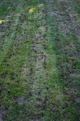 Grass lawn after aeration to improve health by reducing compaction, dirt plugs laying on top of lawn and holes in lawn
