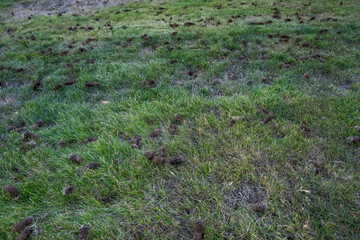 Grass lawn after aeration to improve health by reducing compaction, dirt plugs laying on top of lawn and holes in lawn
