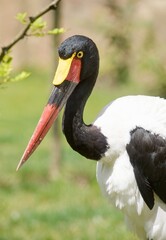 Saddle-billed stork
