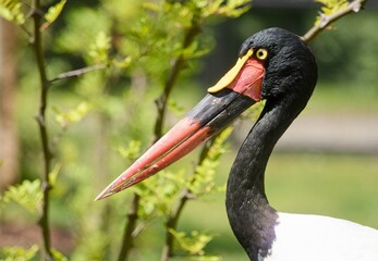 Saddle-billed stork