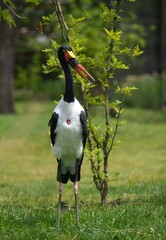 Saddle-billed stork