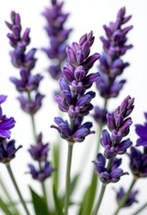 Obraz premium Close-up of delicate lavender flowers isolated on a pure white background, showcasing their vibrant purple hues and intricate details, botany, stem, white background