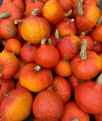 Obraz premium Orange Pumpkins for Halloween and Urban Garden Harvest