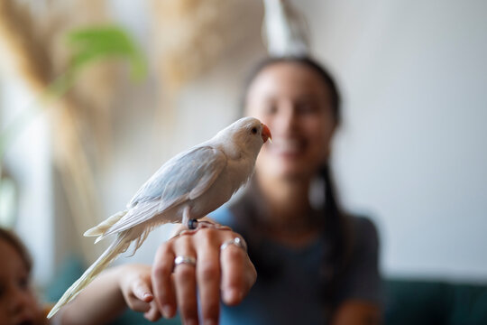 White parrot perched on woman&rsquo;s hand at home
