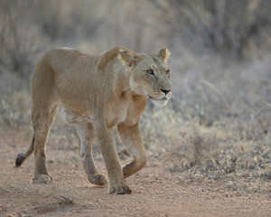 Naklejka premium Female lion on the prowl at the Samburu National Reserve in Kenya