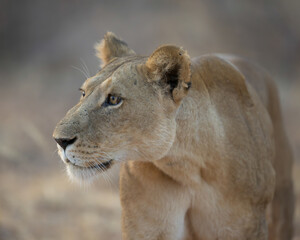 Close up headshot of a female lion at the Samburu National Reserve in Kenya