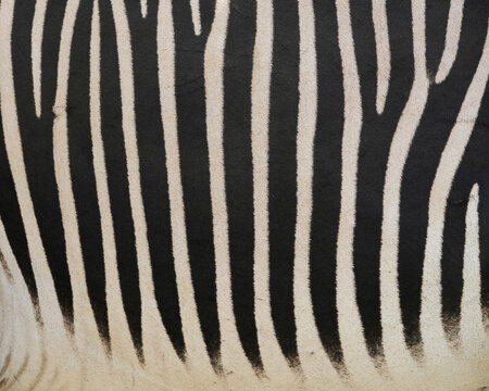 Grevy's zebra stripes at the Samburu National Reserve in Kenya. Grevy's zebras have white bellies, with stripes not meeting on the underside.