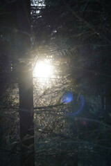 Sunlight breaks through dense forest branches, casting ethereal light and shadows in a tranquil woodland atmosphere.