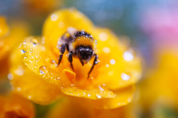 Extreme Macro Photography of Bumblebee Legs with Pollen