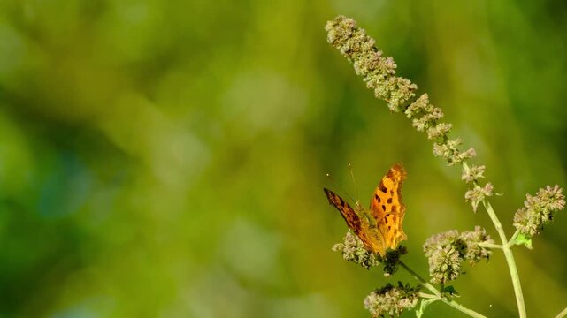 Close-up video of a comma butterfly (Polygonia) resting peacefully on an inflorescence