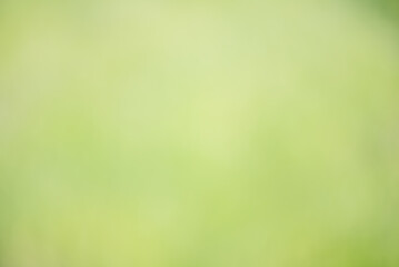 Defocused green natural background. Blurred plants as background.