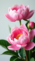 Obraz premium Delicate pink peony flowers arranged in a loose bouquet with white accents , isolated bouquet, floral arrangement, garden flowers