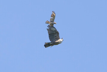 飛翔するクマタカとサシバ