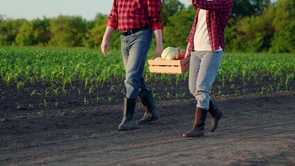 Farmers go through field with box vegetables after harvesting at sunset. Agriculture. Concept agriculture using natural food products. Growing organic healthy food. Woman man with box fresh vegetables