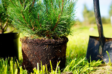 Repotting Mugo Pine. Dwarf Mugo Pine grow in closed root system. Mugo pine Mughus from a pot....