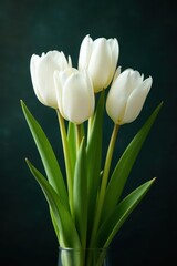 Fototapeta premium Elegant cluster of pristine white tulips, stems intertwined , sophisticated, celebration