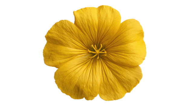 Close-up of a vibrant yellow flower, centered against a black background.  Petals are smooth, overlapping, and radiate outward from a central point.  A cluster of tiny stamens forms the flower's core