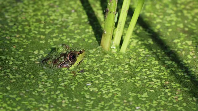 Grenouille dans l'eau, gros plan, faible profondeur de champ