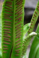 Nahaufnahme von Wedeln des Hirschzungenfarns