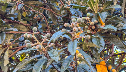 A cluster of loquat fruits of the species Eriobotrya japonica on a branch. The green, unripe fruits are surrounded by green leaves and one dry, yellow-brown leaf.