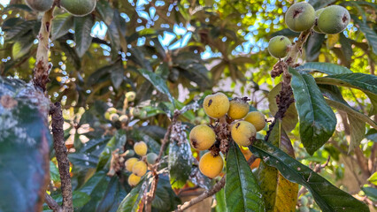 A cluster of loquat fruits, species Eriobotrya japonica on a branch with large, fuzzy leaves, highlighting the downy texture and yellow coloration. The fruit is also known as Japanese plum or medlar.