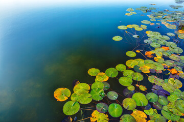 Amazing view of water lilies on Wagenbruchsee (Geroldsee) lake