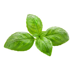 Fototapeta premium Fresh Basil Sprig: A Symbol of Flavor, Growth, and the Timeless Beauty of Nature’s Simplicity