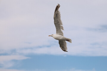 Seagull soaring gracefully through a clear blue sky, showcasing its wingspan and natural beauty in a serene coastal environment